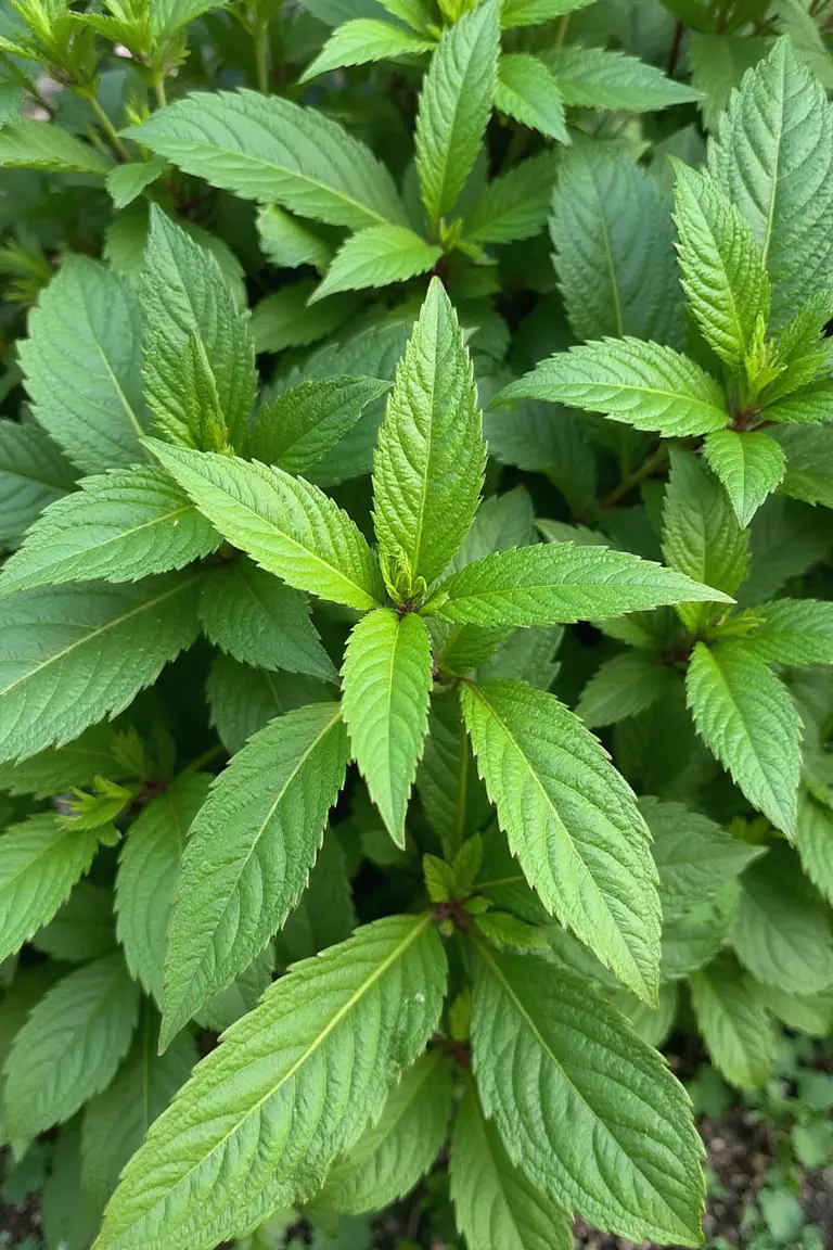 A photo of a typical American garden planted entirely with shades of green foliage, focusing on different textures and leaf shapes.