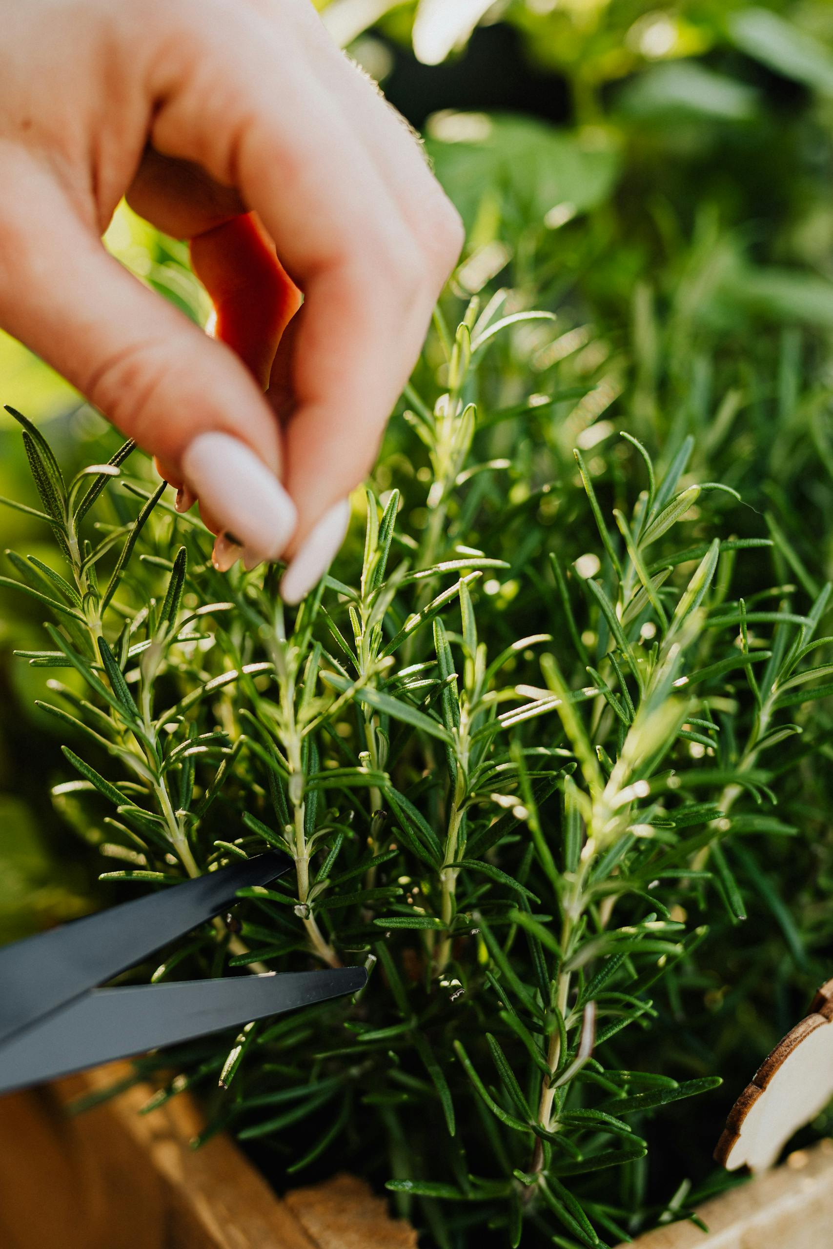 A hand cutting fresh rosemary herbs in a garden setting, showcasing green leaves.