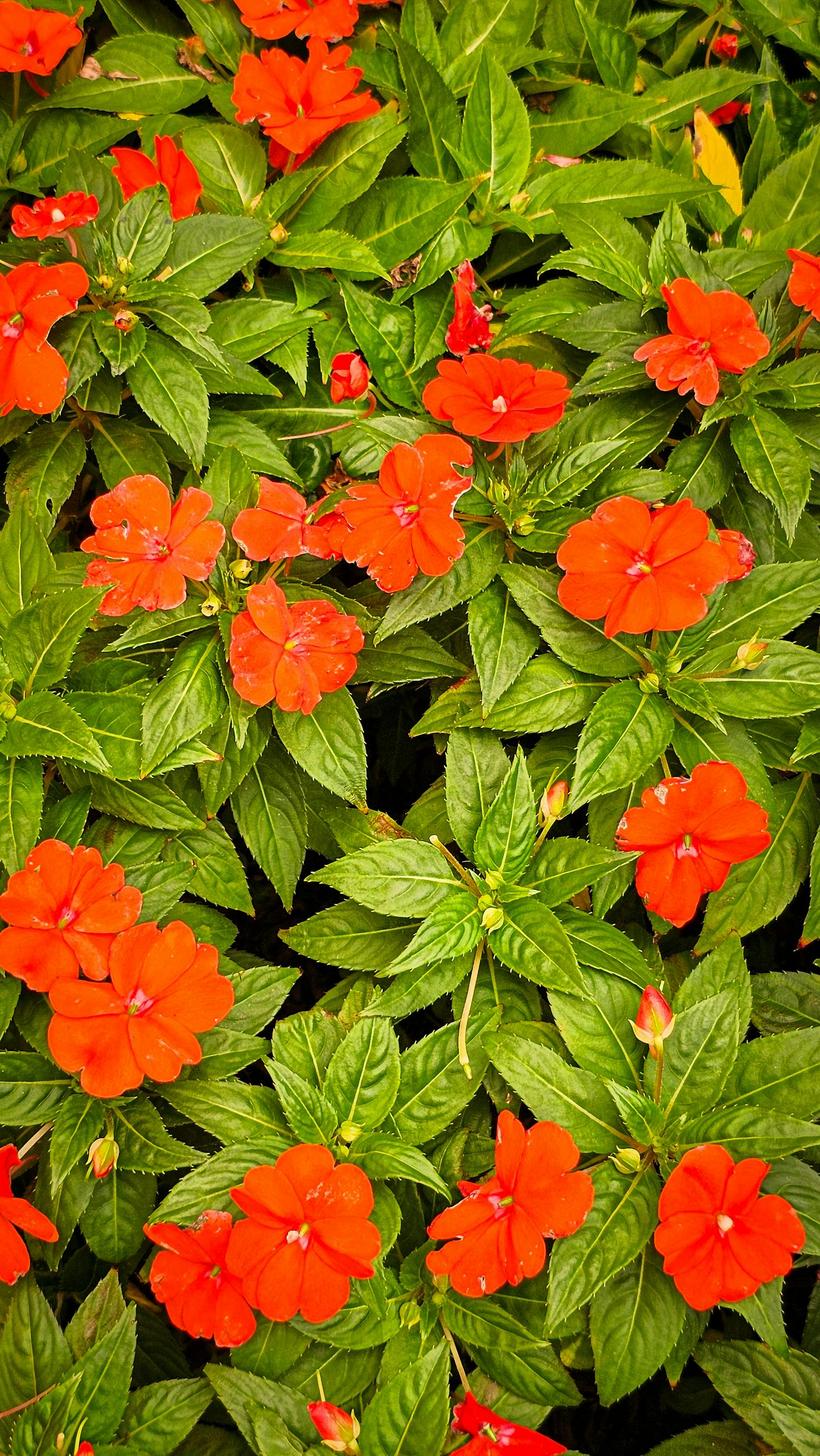 A lush display of vibrant red impatiens flowers set against rich green foliage.