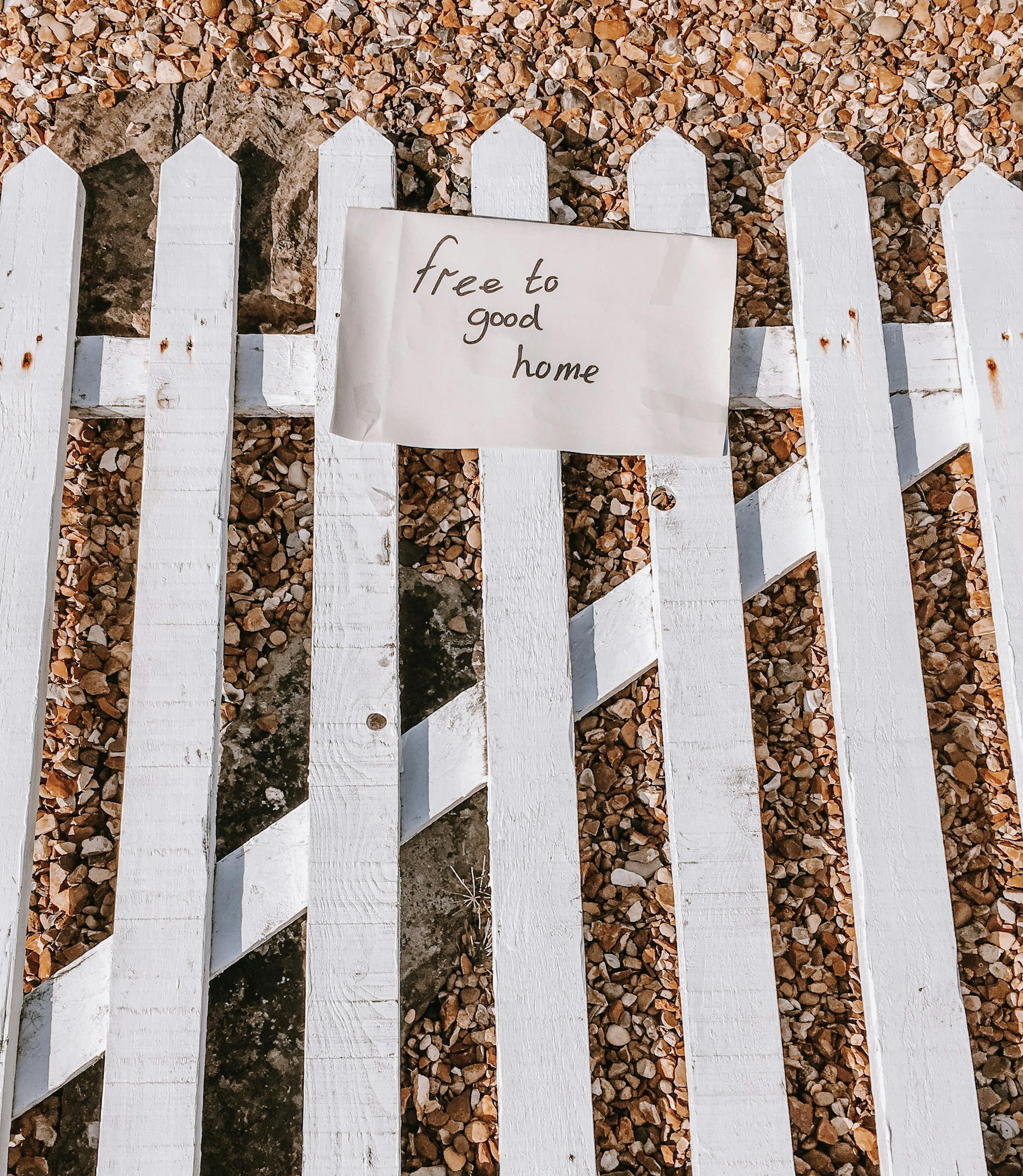 A white picket fence with a handwritten 'Free to Good Home' sign on gravel background.