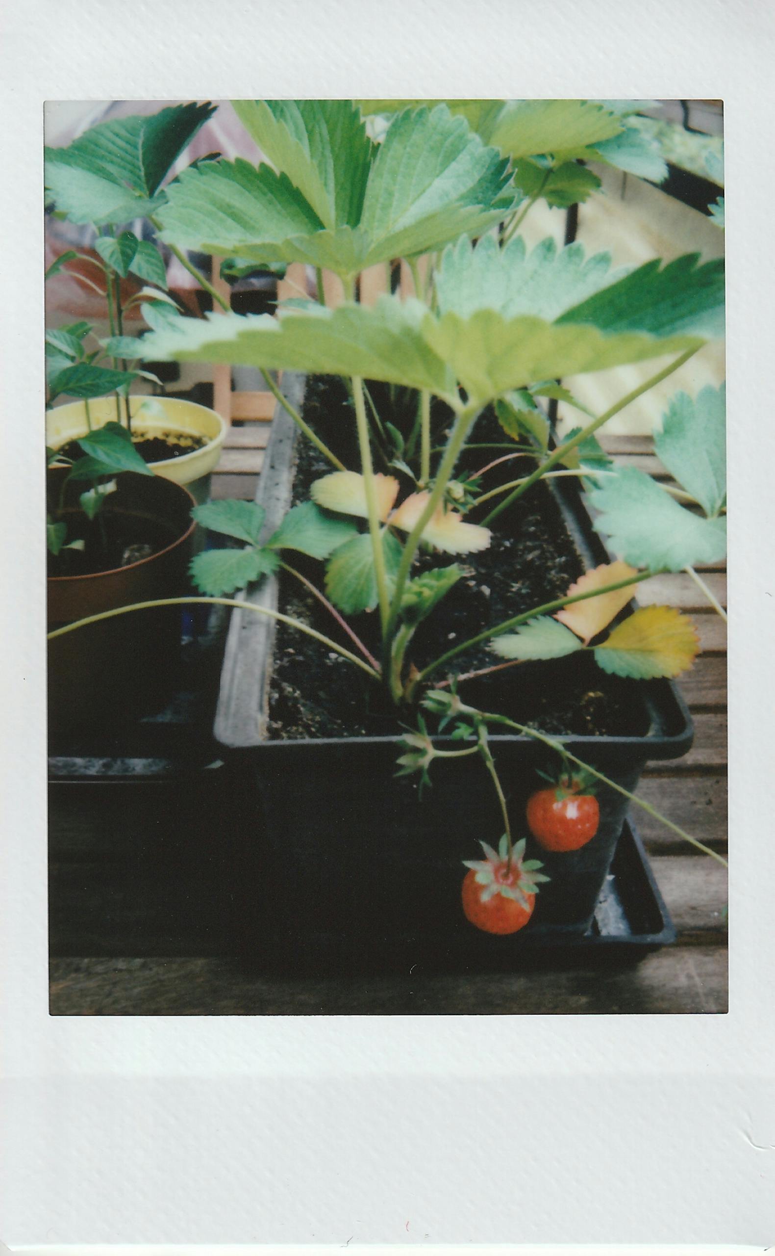 Close-up of a potted strawberry plant featuring ripe strawberries, captured in vintage film style.