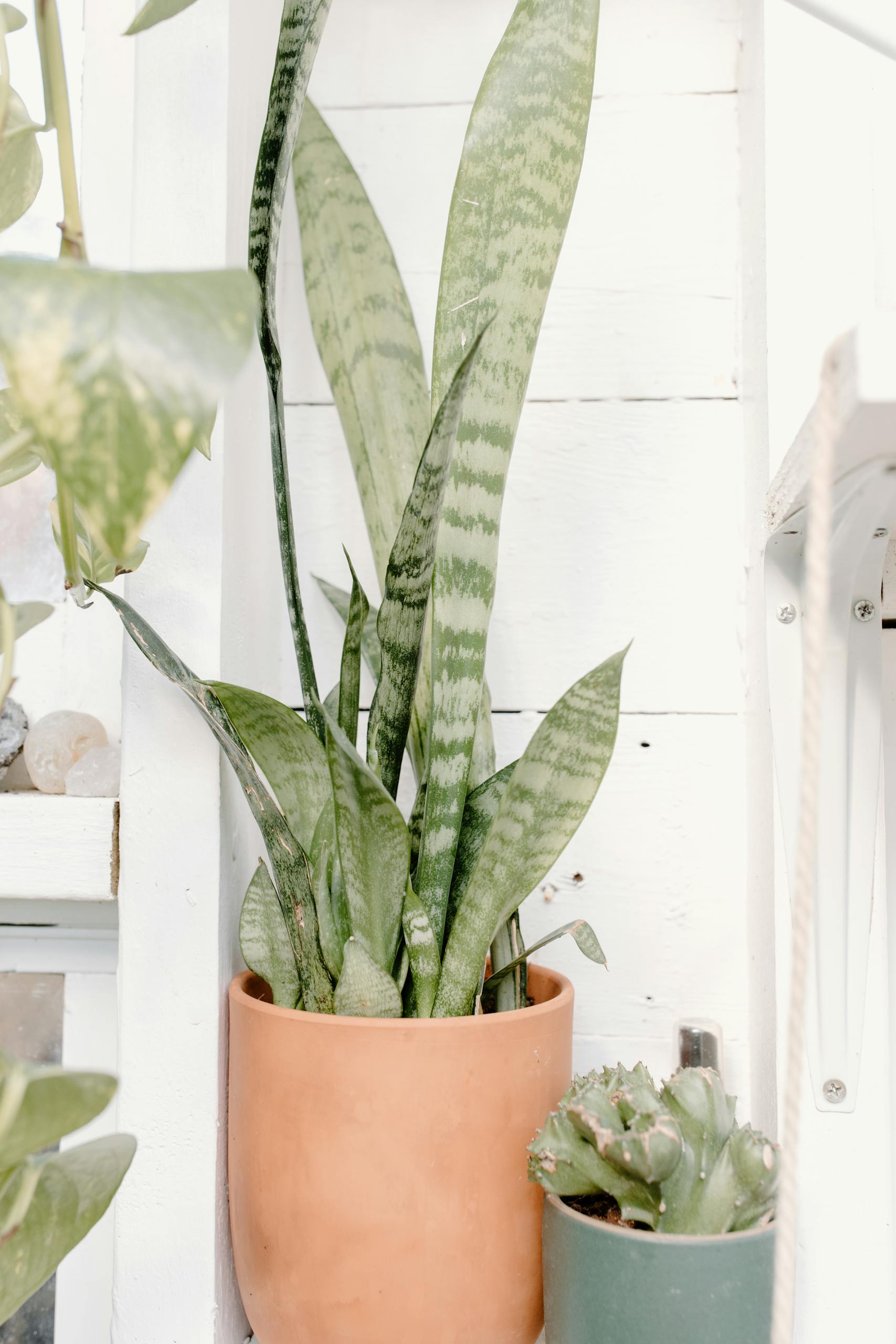 Close-up of a snake plant and succulent in clay pots, perfect for home decoration.