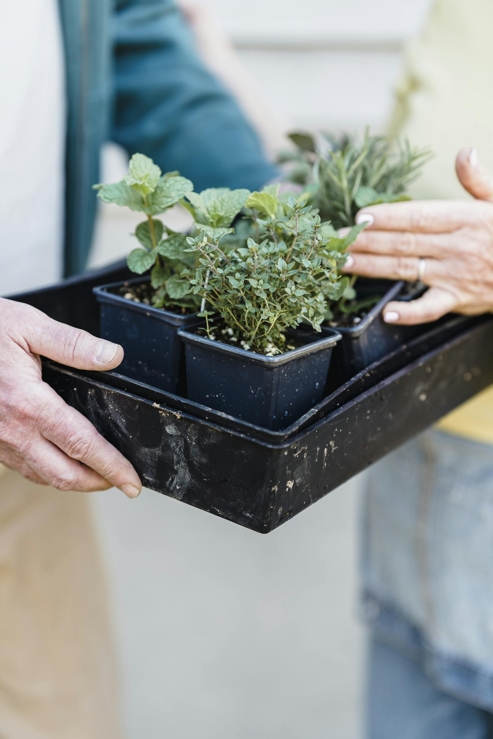 Close-up of hands exchanging a tray of potted herbs, symbolizing gardening hobbies.