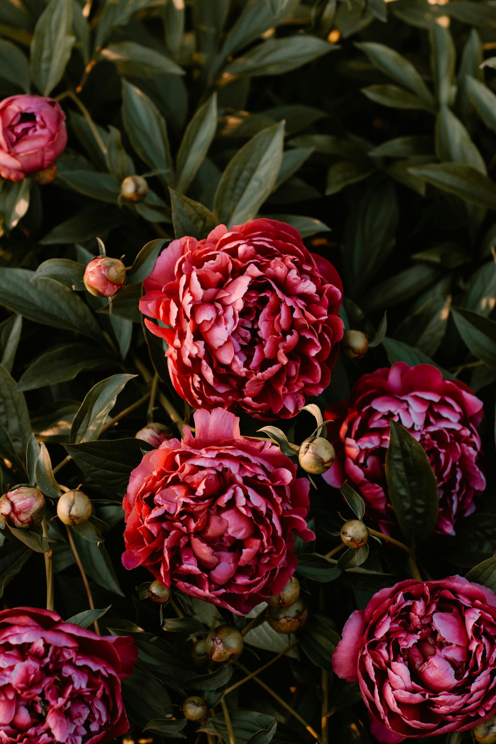 Close-up of lush, vibrant peonies blooming with rich foliage. Perfect for spring-themed visuals.