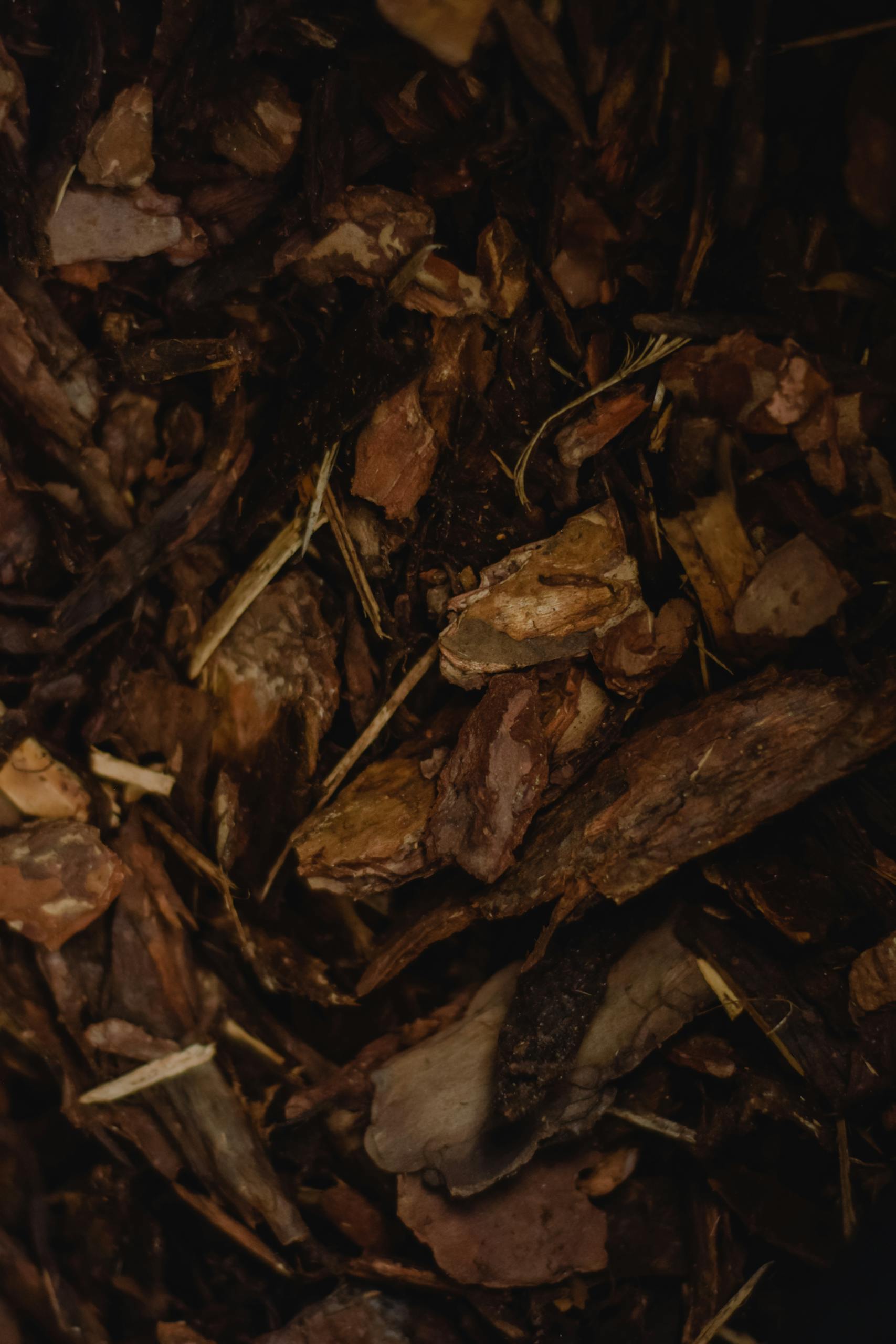 Detailed close-up of textured bark and wood chips, showcasing rich earthy tones.