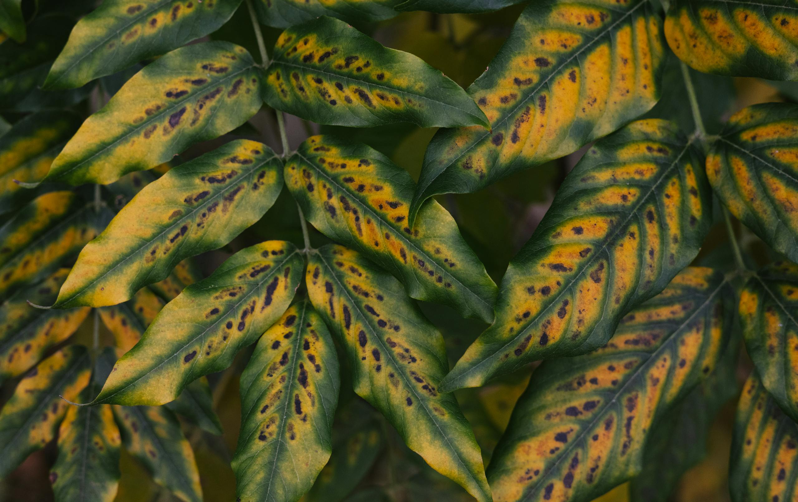 Detailed view of spotted yellow leaves with green highlights on a plant.