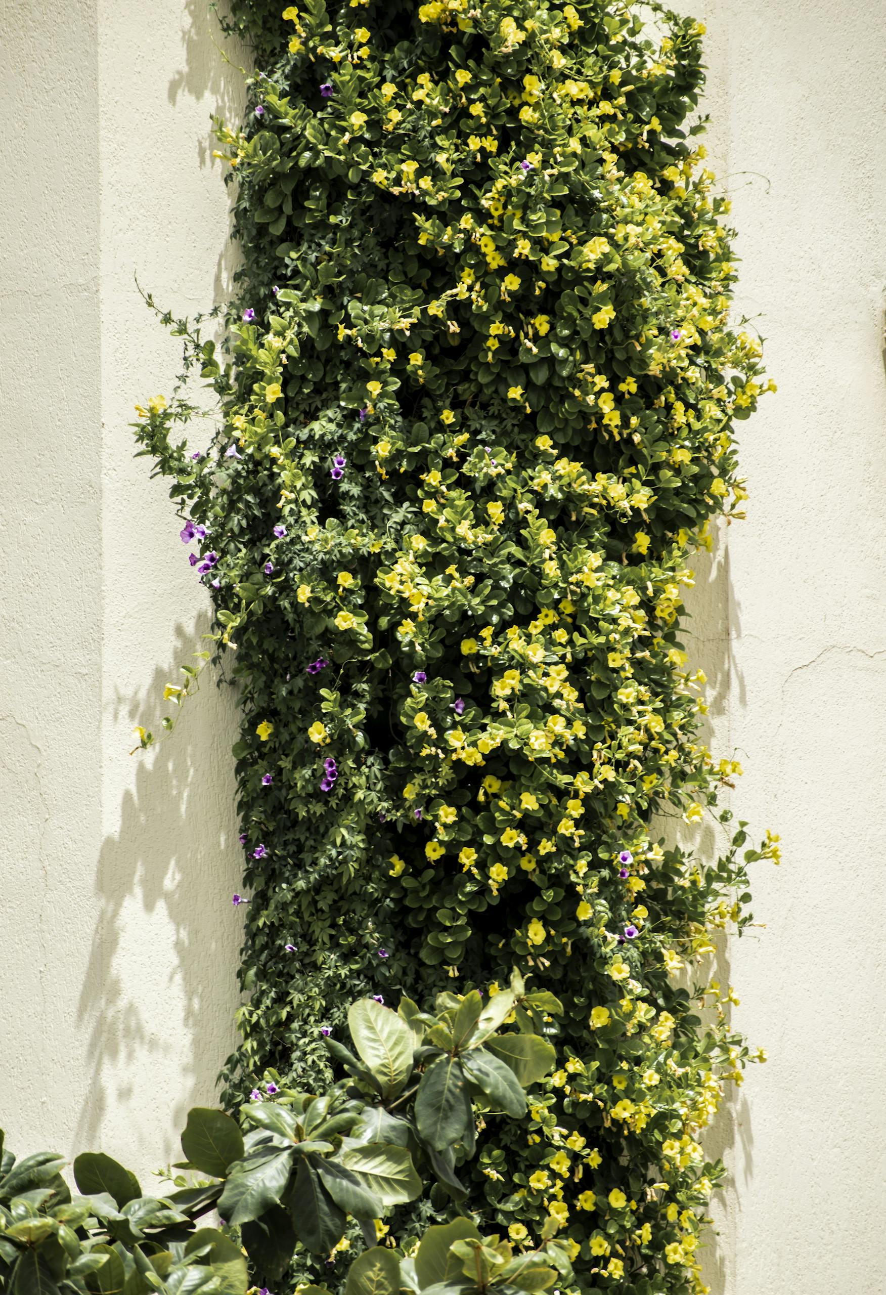 Lush vertical garden featuring vibrant yellow flowers against a beige wall, showcasing natural growth.