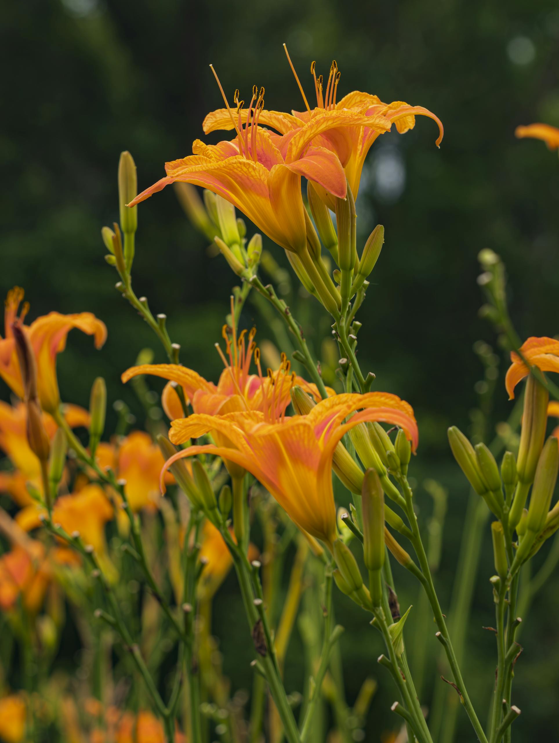 Stunning orange daylilies blooming vibrantly outdoors in a lush garden.