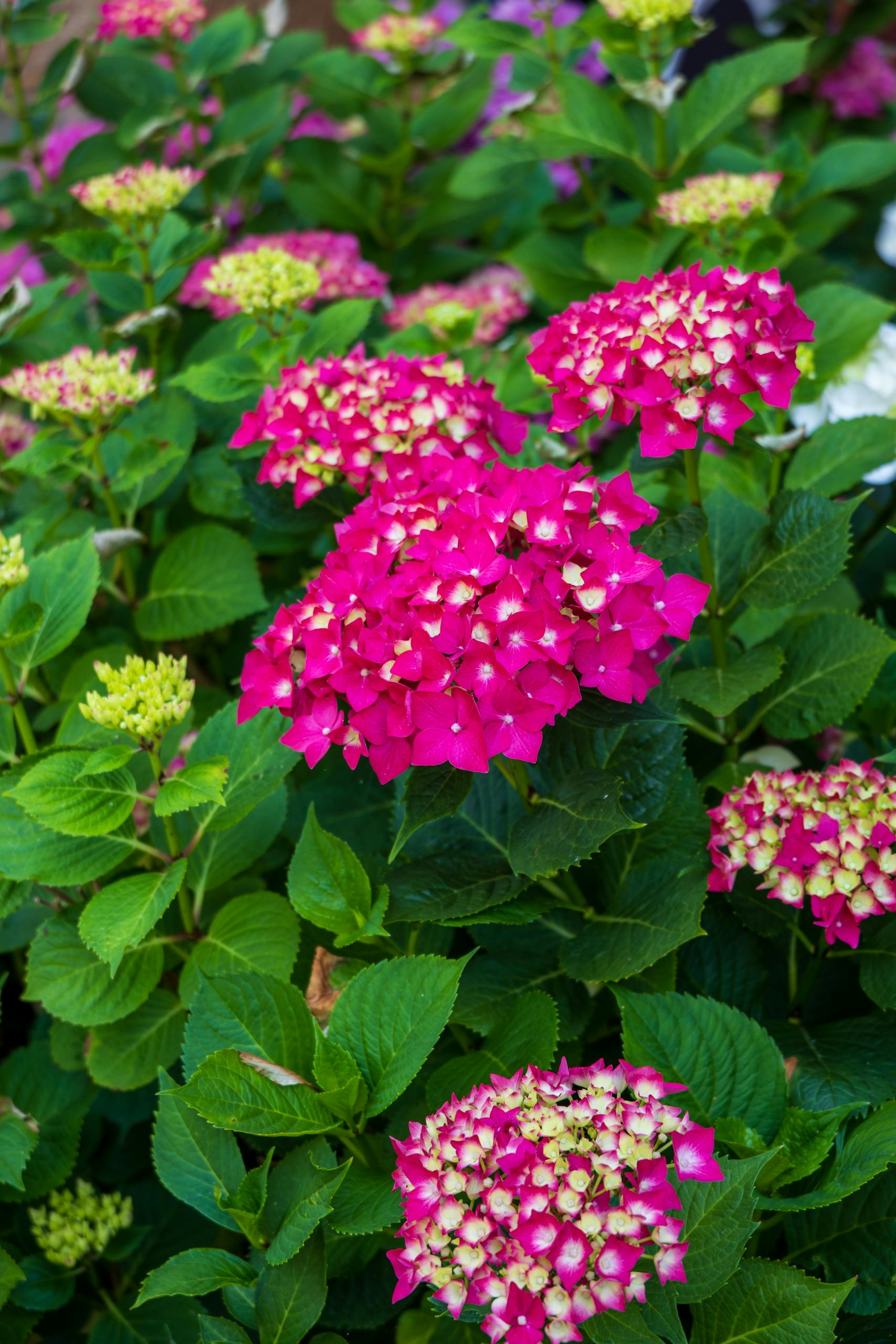 Vibrant pink hydrangeas in full bloom create a vivid display in a lush garden setting.