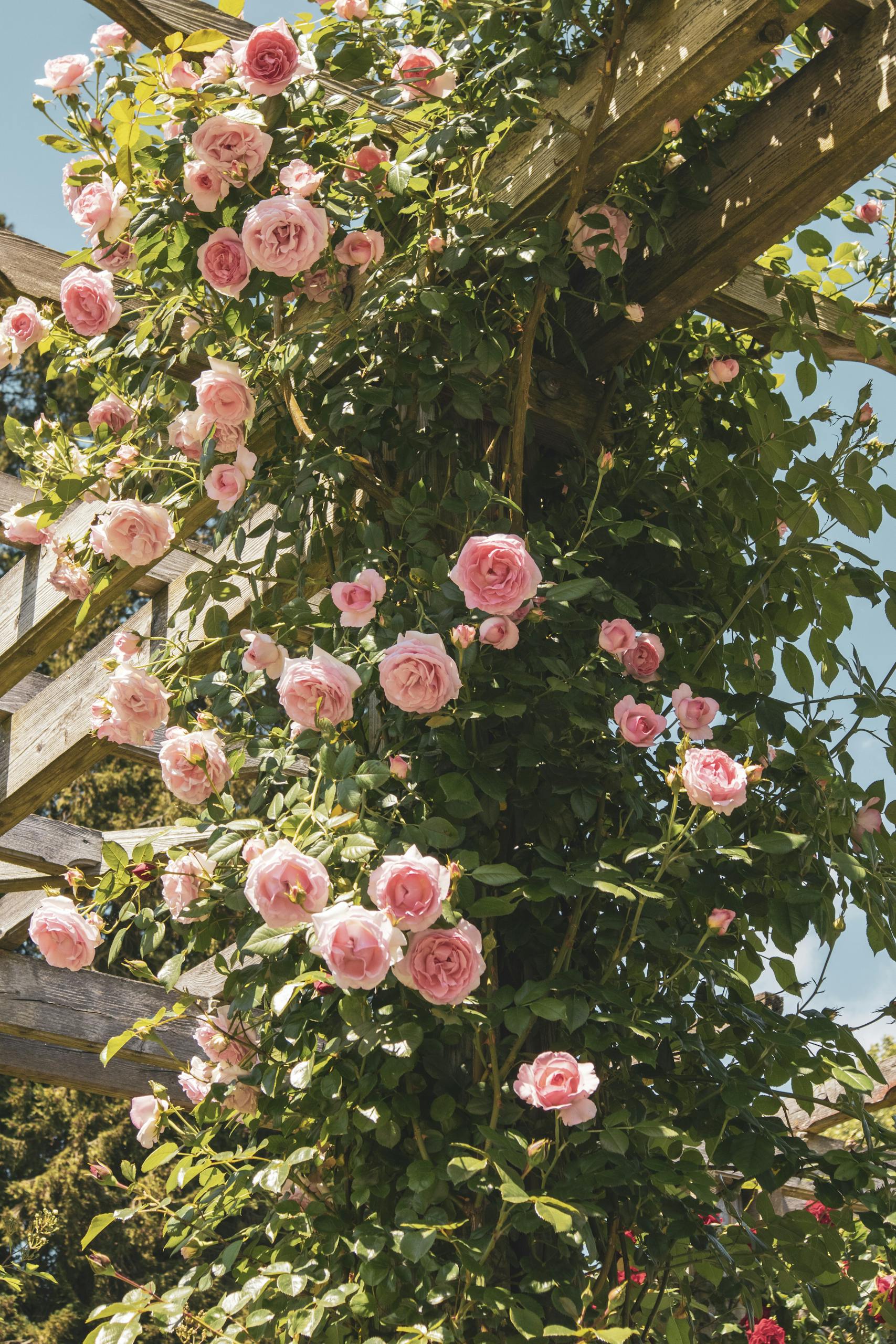 Vibrant pink roses climbing a wooden trellis under clear skies in a spring garden.