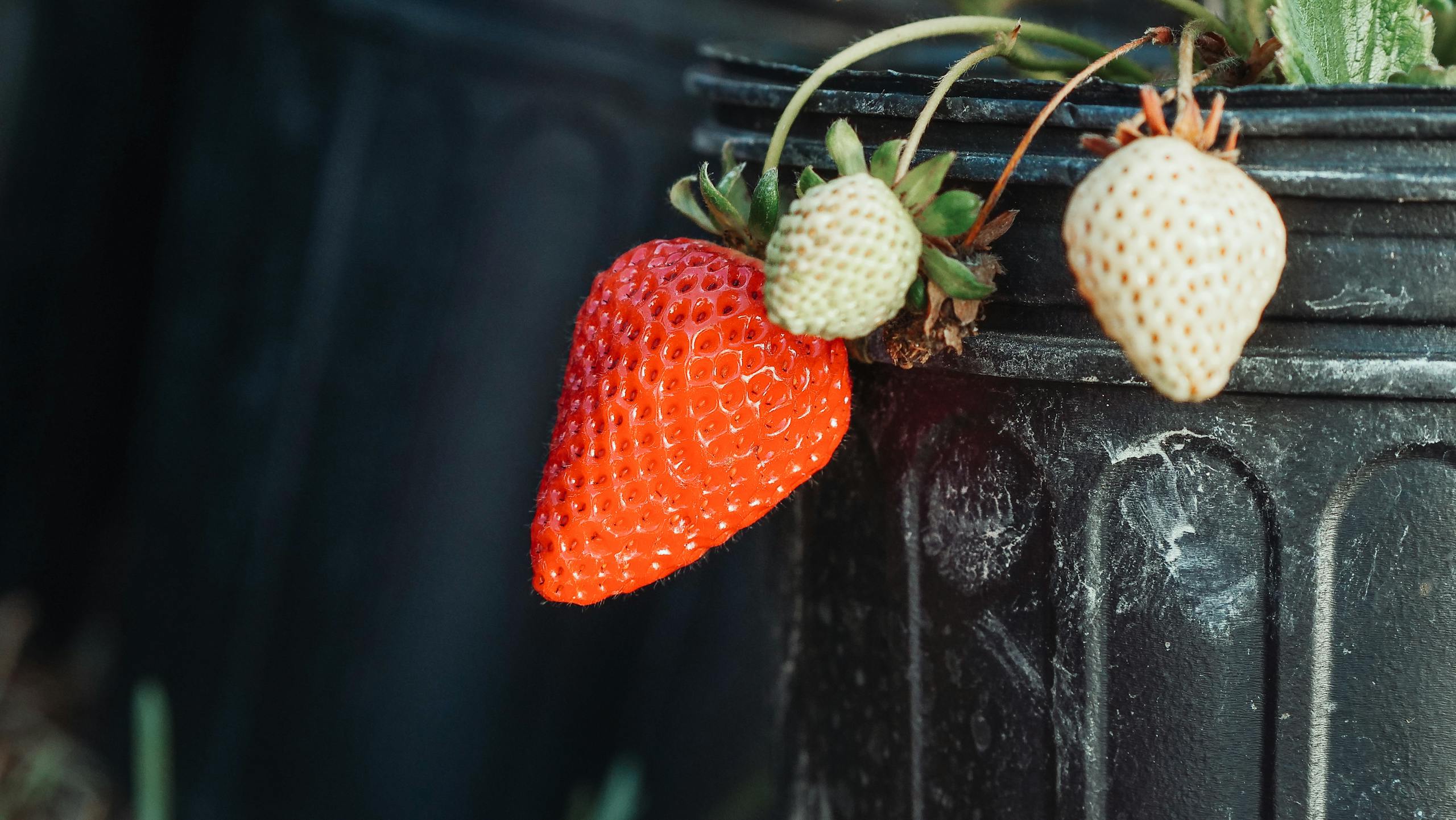 Vibrant red and unripe white strawberries growing on a plant in a pot.
